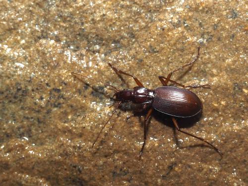 Sphodropsis ghilianii